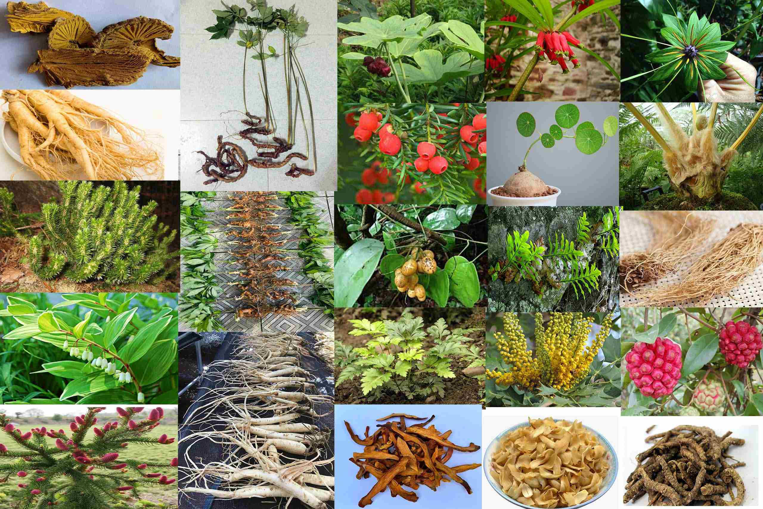 Dược Liệu