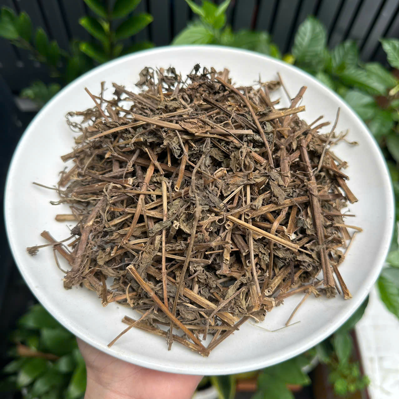 Cây Bạc Hà