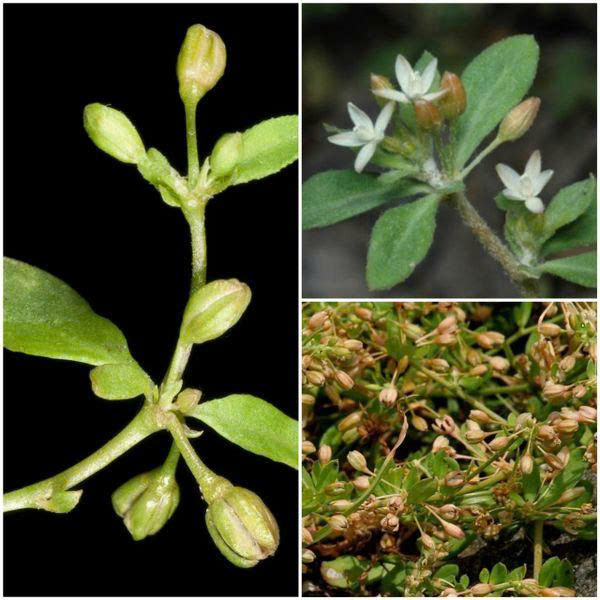 cây rau đắng đất