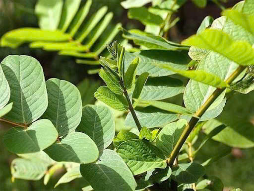 CÂY MUỒNG TRÂU TƯƠI