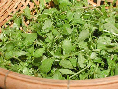 rau đắng đất tươi