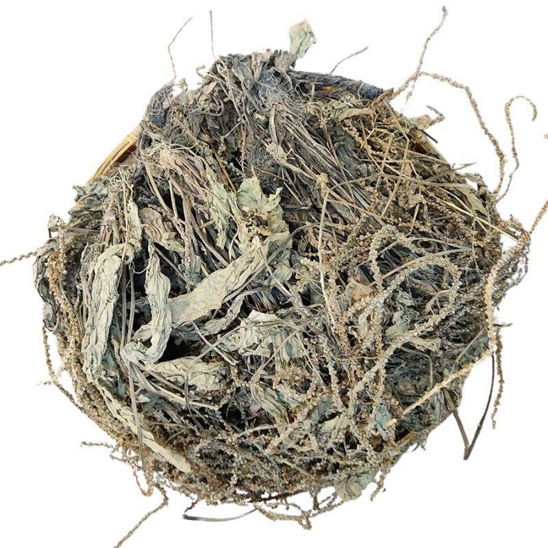 Cây Mã Đề